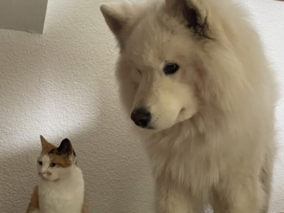 Samo – der Katzenversteher