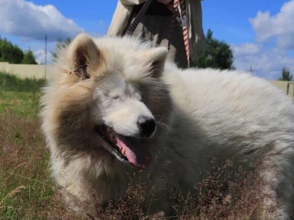Blinde aber lebensfrohe Samojedenhündin Bella 3-4 Jahre alt