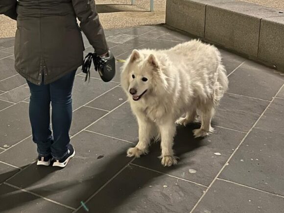 Samojedenrüde Mailo 7 Jahre, kommt mit allem klar, Kinder, Katzen, Artgenossen