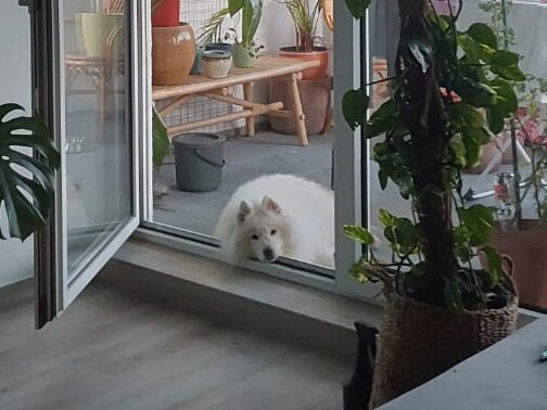 Taro – unkomplizierter Sammy der seine Rassebeschreibung kennt