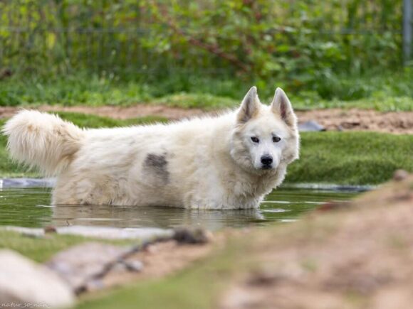 Arko -auf der Suche nach der Nadel im Heuhaufen-