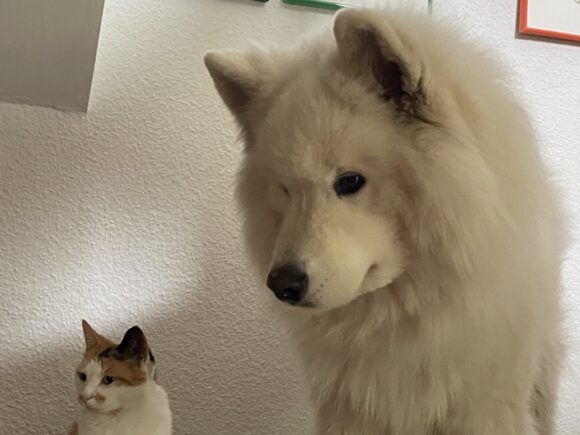 Samo – der Katzenversteher